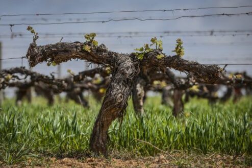 AGRICULTURA REGENERATIVA